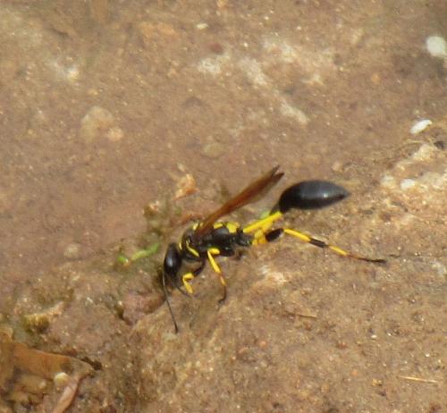 Sceliphron madraspatanum tubifex